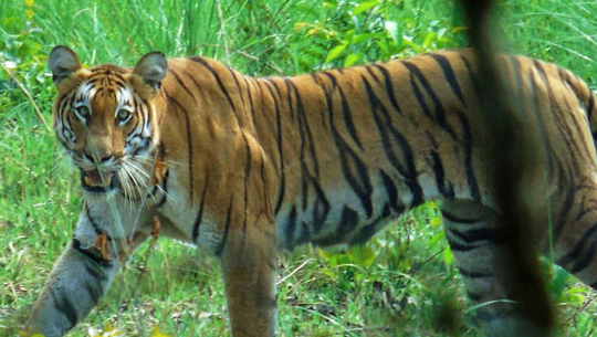 टीकापुरमा बाघले खोरमै दुई बाख्रा मार्यो
