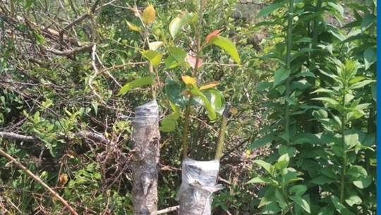 फाइल फोटो