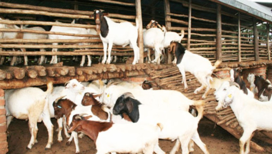 बाख्रापालन र वेमौसमी तरकारी खेतीमा कञ्चनपुरका वादी महिला