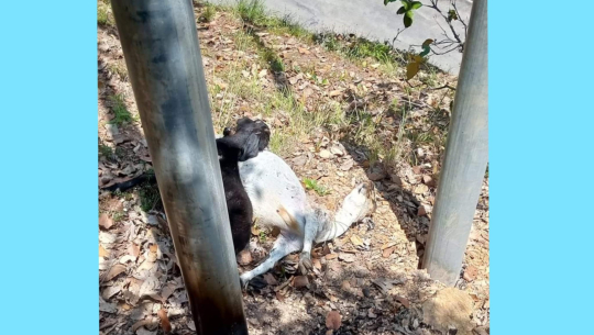 बैतडीमा विद्युतको पोलमा करेन्ट लागेर दुई बाख्रा मरे