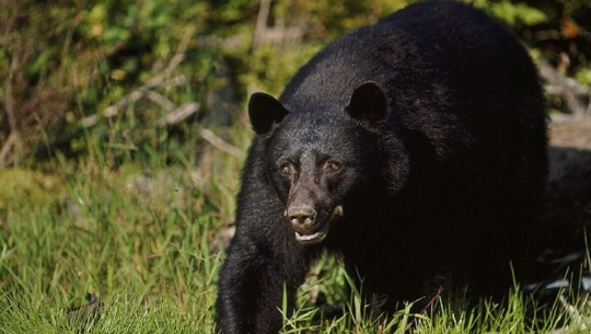 डोटीमा भालुको आक्रमणबाट एक जना घाइते