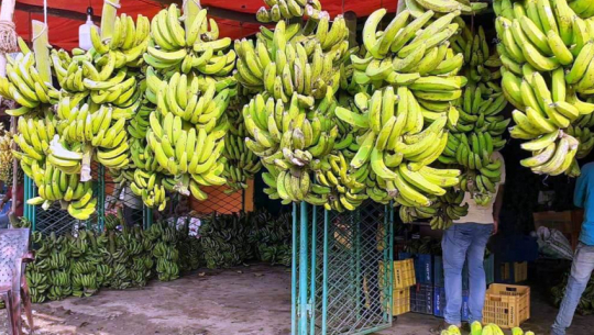 Indian banana imports causing losses to Nepali farmers, association submits memo to CM Shah