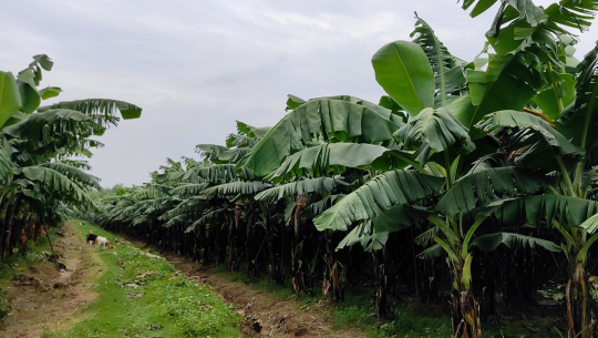 कैलालीमा केराखेतीको क्षेत्रफल बढ्दै