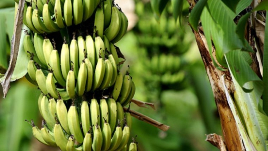 कैलालीमा करोडौँ लगानीमा निर्माण भएको केरा पकाउने च्याम्बर बन्द