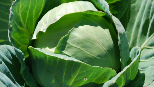 फाइल फोटो 