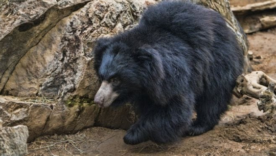 फाइल फोटो 