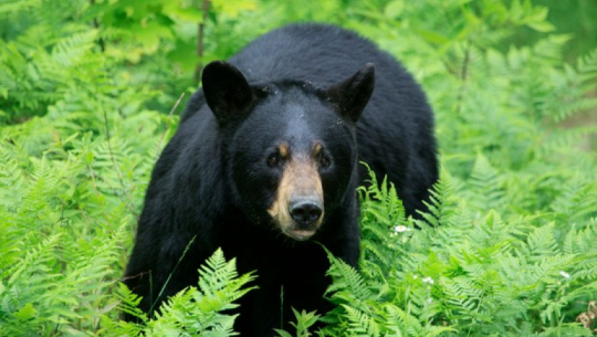 Husband and wife injured in bear attack in Doti
