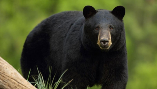 शुक्लाफाँटा राष्ट्रिय निकुञ्जमा काठे भालु र हुँडार नियमित रुपमा देखिदै