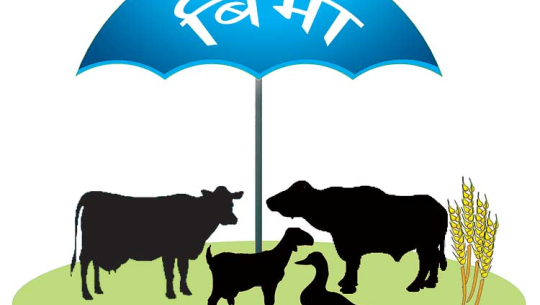 ५ वर्षसम्म एक किसानले पनि गरेनन् वाली विमा