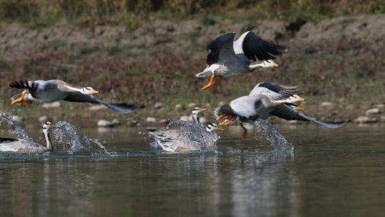 शुक्लाफाँटामा जलपन्छीको संख्या बढ्दै