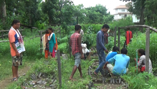 कैलालीमा करोडौँ खर्च गरी वर्षेनी वृक्षारोपण, वन क्षेत्र बृद्धि हुनुको सट्टा घट्दै