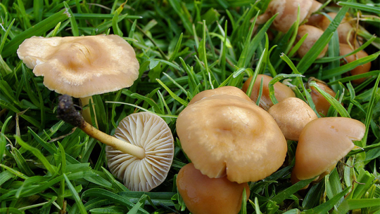 जङ्गली च्याउ खाँदा एक जना बालिकाको मृत्यु