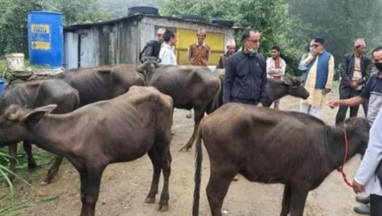 बैतडीको पाटन नगरपालिकाले भन्यो, ‘मुर्रा भैंसी सहकारीले किनेर वितरण गरेको हो’