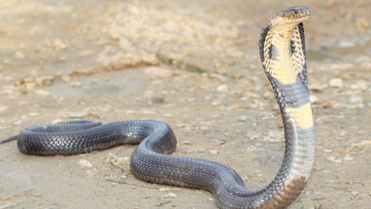 कञ्चनपुरमा सर्पले डसेर एक महिला घाइते