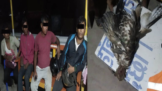 धनगढीमा सिकारी बाज चरा मार्ने चारजना पक्राउ