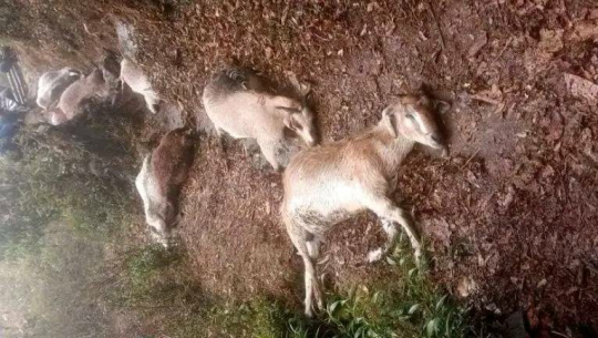 अछाममा चट्याङ लागेर गोठाला घाइते,९ बाख्रा मरे