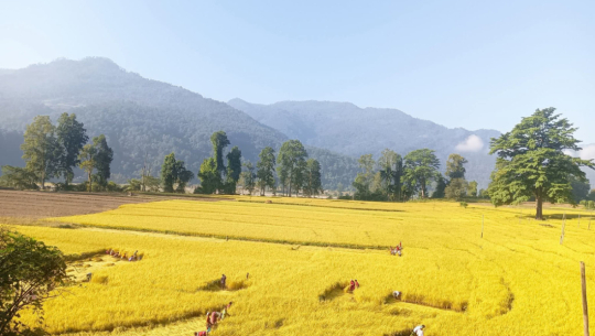 किसानलाई धान भित्र्याउन भ्याइनभ्याई
