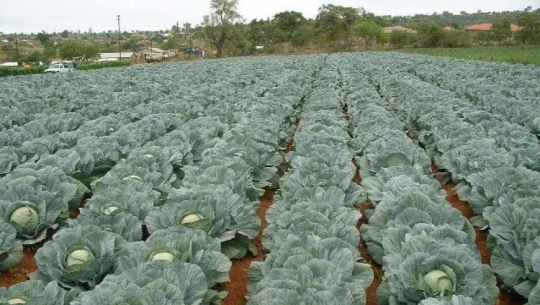 Cabbage farms of Baitadi