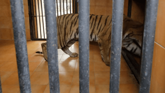 कञ्चनपुरको नरभक्षी बाघलाई चिडियाखानामा राखियो