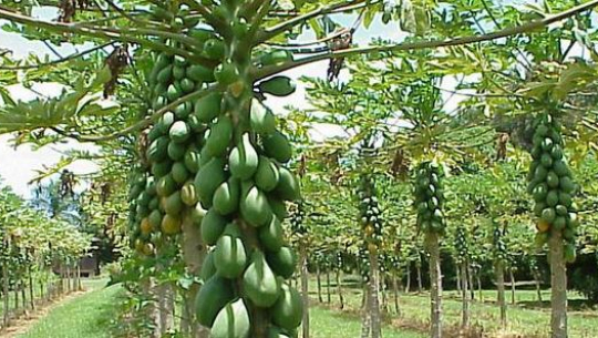 सामुहिकरुपमा व्यावसायिक मेवा खेती