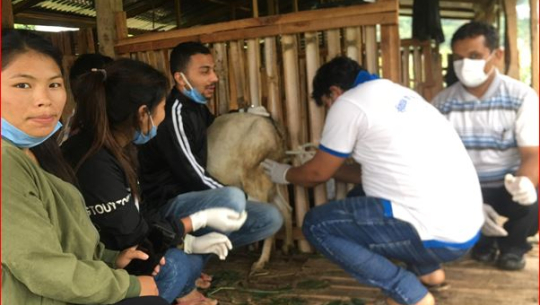 अनुकूल समयमा बोका खोज्ने प्रविधि