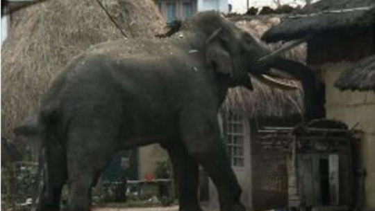 Wild Elephants Destroy Two Houses in Shuklaphanta