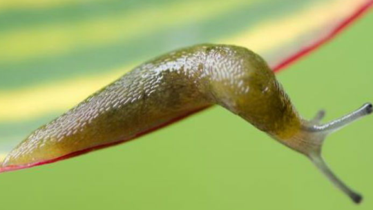 एउटा किराले २६ रेललाई रोकिदिएपछि...