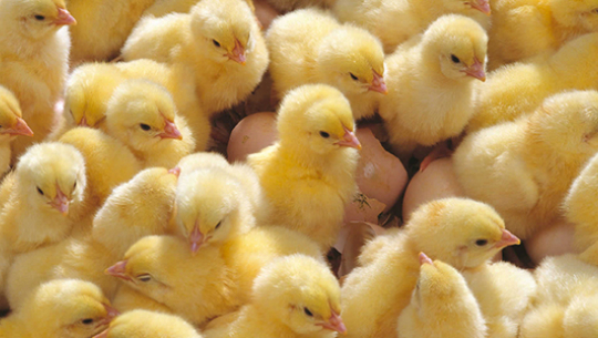 १० दिनसम्म कुखुराका चल्ला बिक्री रोक्ने निर्णय