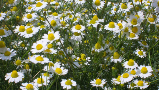 प्रशोधित क्यामोमाइलको तेलले बजार पाएन