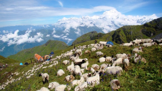 चट्याङबाट ७० ओटा भेडा मरे