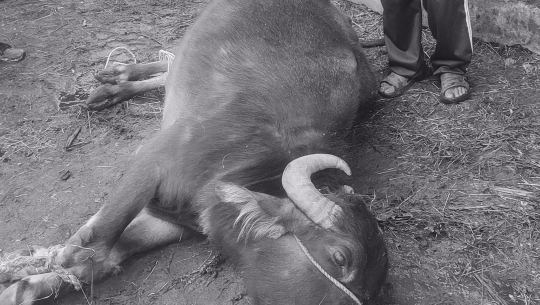 बैतडीमा चट्याङ लागेर ७ पशुचौपाया मरे