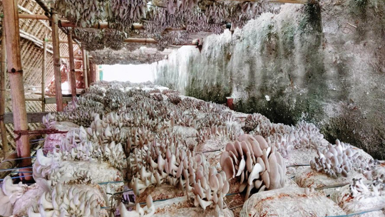 सीताके च्याउमा भविष्य खोज्दै डडेलधुराका अन्तराम जोशी