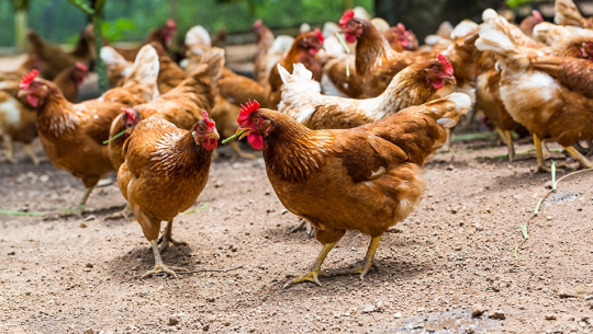 फाइल फोटो