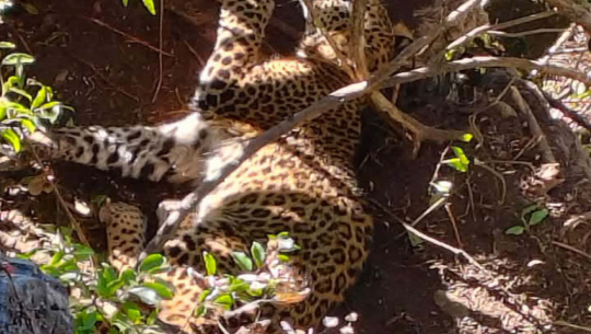 Leopard rescued safely after being caught in snare in Baitadi