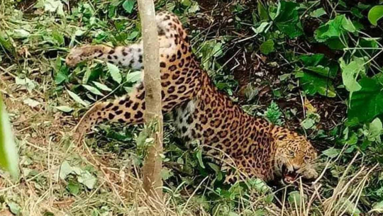 बैतडीमा घाइते चितुवाको उद्धार