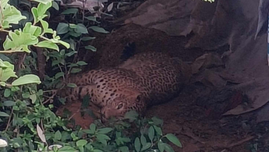 बैतडीमा स्यालका लागि थापेको पासोमा चितुवा 