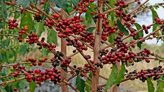 नेपालको कफीको  बजार युरोपसम्म