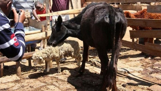 भेडाको मासु खाने अचम्मको गाई !