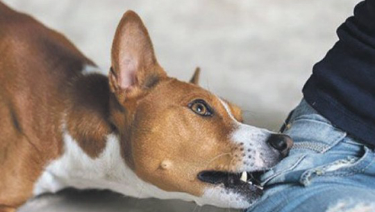 डोटीमा कुकुरले टोक्दा पाँच जना घाइते