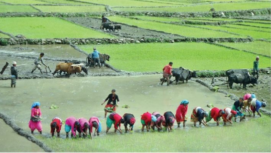 Sudurpaschim Province Achieves 94% Rice Planting Completion by End of Ashar