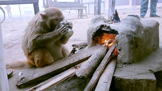 महोत्तरीमा भेटियो आगो ताप्दै चिया पिउने बाँदर