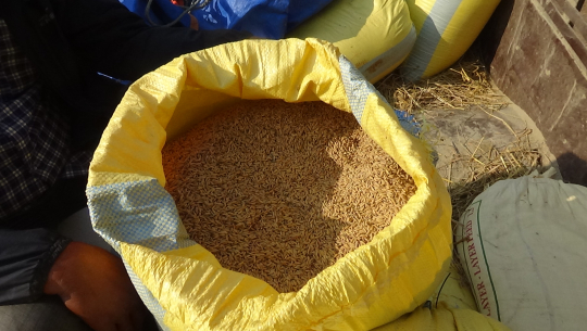 कैलालीमा खाद्यले धान किन्न नमानेको किसानकहरुको गुनासो