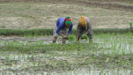 सुदूरपश्चिममा कोरोना र विपद्को जोखिमका बीच धान रोपाइँको चटारो