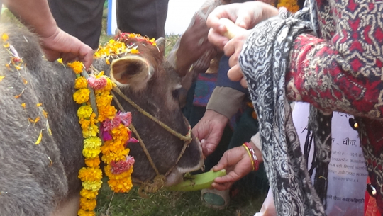 हिन्दूहरूले पुज्ने गाई माथि सुदूरपश्चिममा मानिस किन यति क्रुर