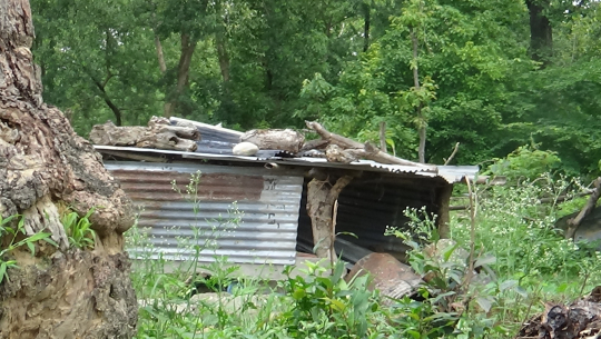 अत्तरियाको सुरक्षा सामुदायिक वनमा जनप्रतिनिधिकै कब्जा