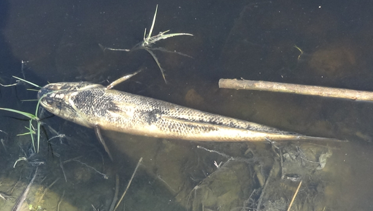 भागेश्वर चिनी मिलको दूषित पानीले माछा मर्दै, स्थानीय सास्ती खेप्दै 