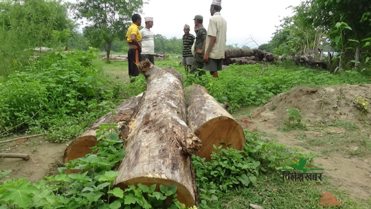 नियन्त्रणमा लिइएका काठ र स्थानीय 