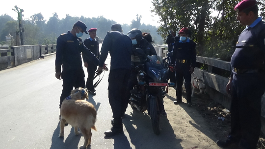 तालिम प्राप्त कुकुरसहितको प्रहरी टोली गौरीफन्टा नाकामा