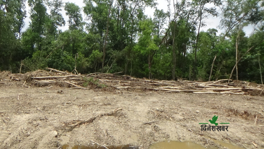 धनगढीमा वन फडानी गरेर होल्डिङ सेन्टर निर्माण हुँदै