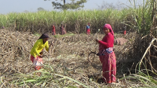 कञ्चनपुका उखु किसानका समस्या बारे प्रदेश र स्थानीय सरकार बेखवर